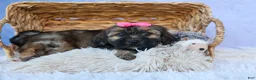 Shorkie dogs for sale: SADIE - Ad 6