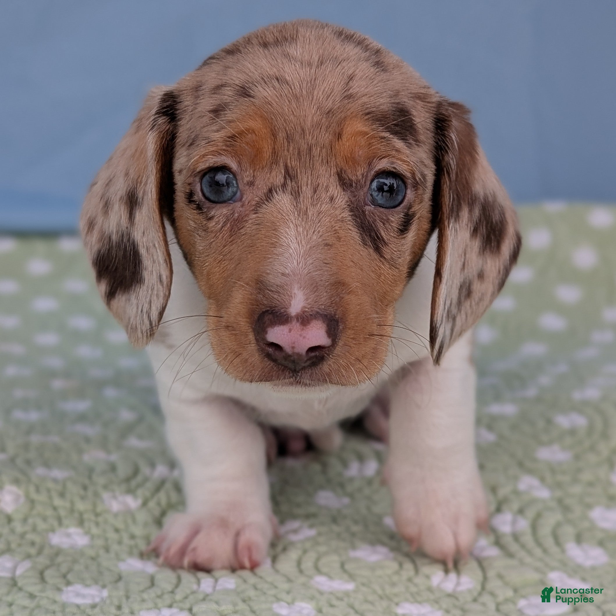 Miniature Dachshund dogs Cookie - Ad 13