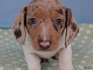 Miniature Dachshund dogs Cookie - Ad 13