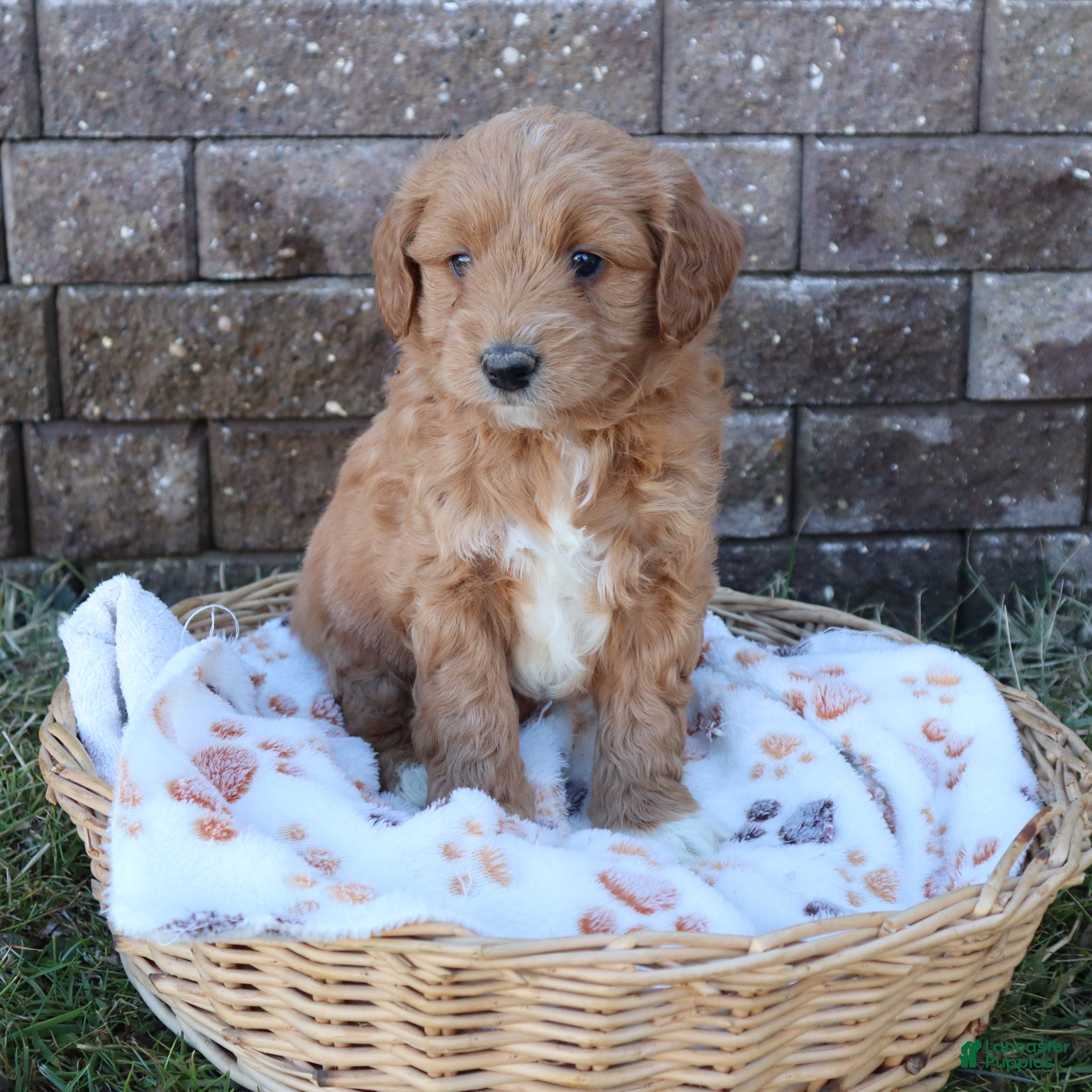 Mini Goldendoodle dogs Chet - Ad 1
