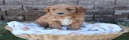 Mini Goldendoodle dogs for sale: Chet - Ad 1
