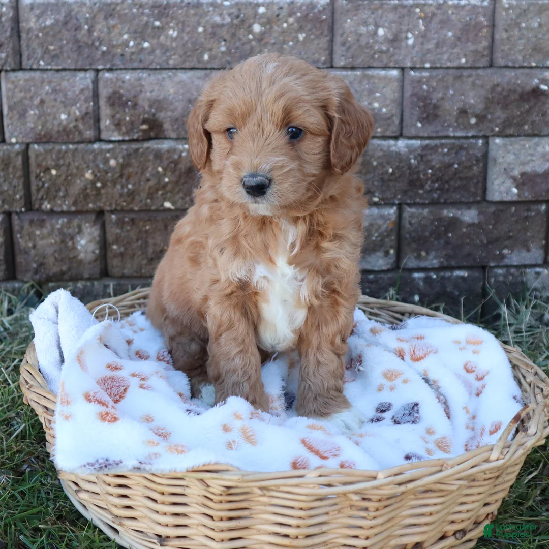 Mini Goldendoodle dogs for sale: Chet - Ad 1