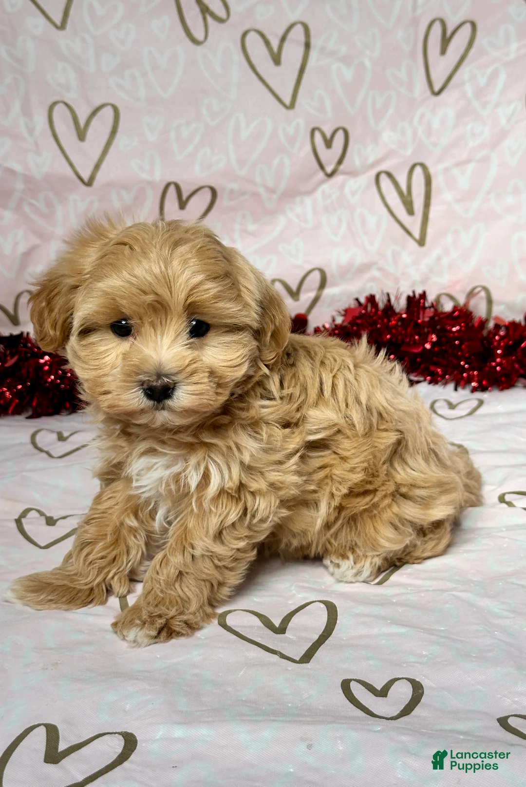 Maltipoo dogs for sale: Bailey - Ad 2