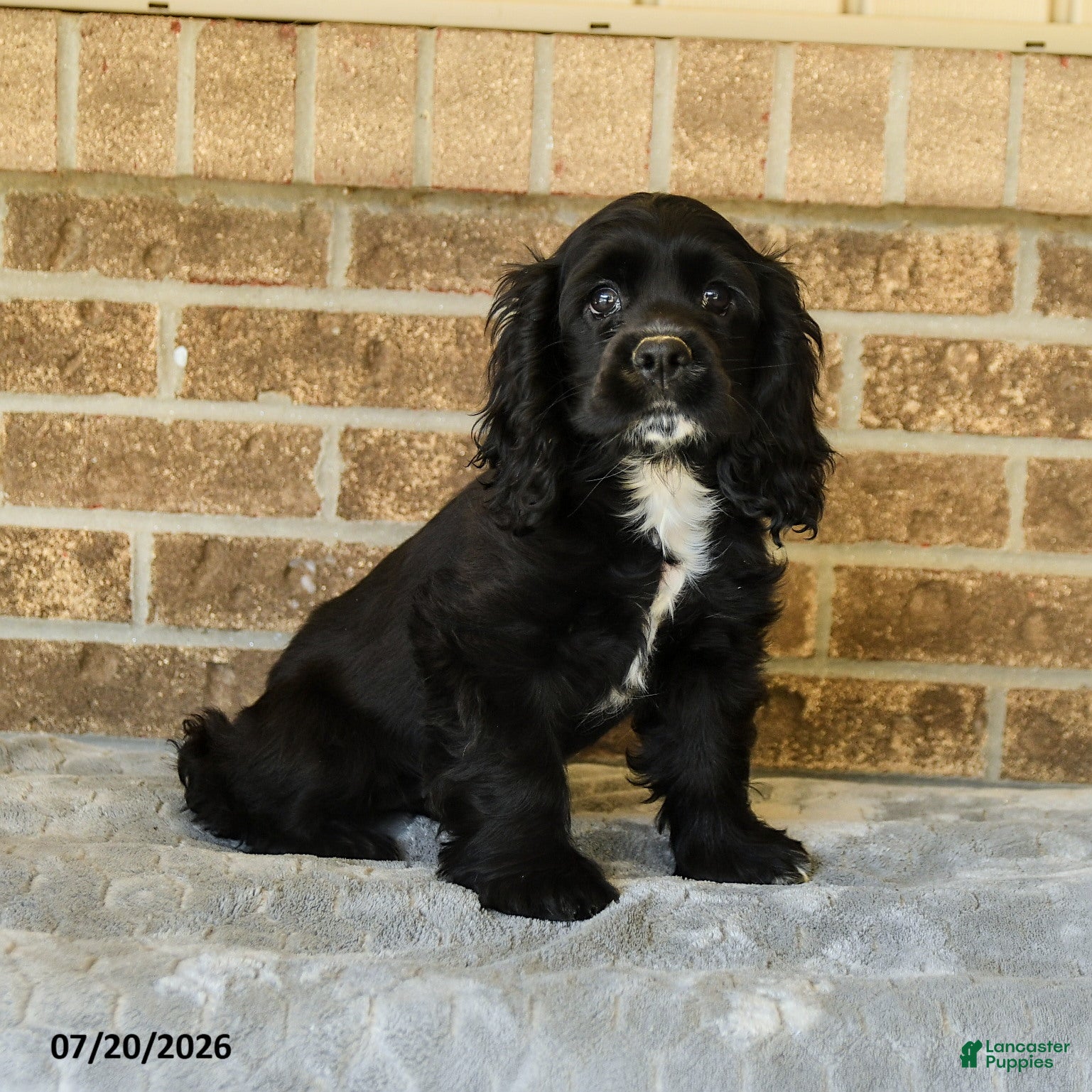 English Cocker Spaniel dogs Mindy - Ad 1