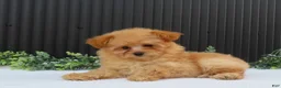 Pomeranian dogs for sale: Rusty 🐾 - Ad 2