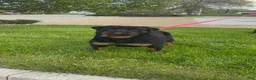 Rottweiler dogs for sale: Rottweiler Puppy 3 - Ad 4