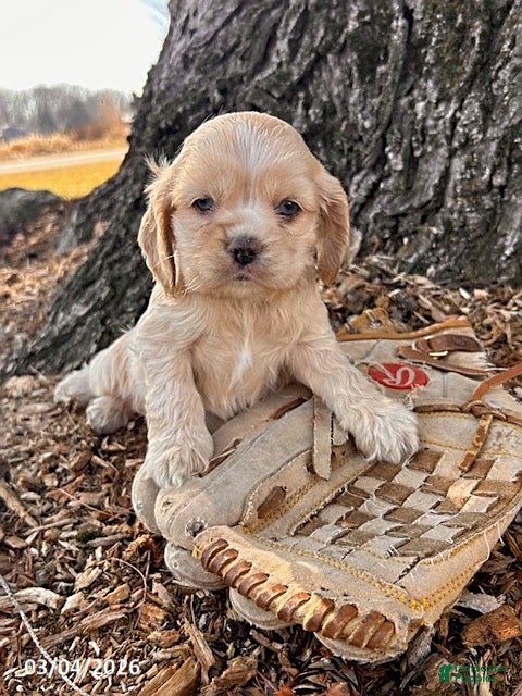 English Cocker Spaniel dogs Ivory - Ad 1