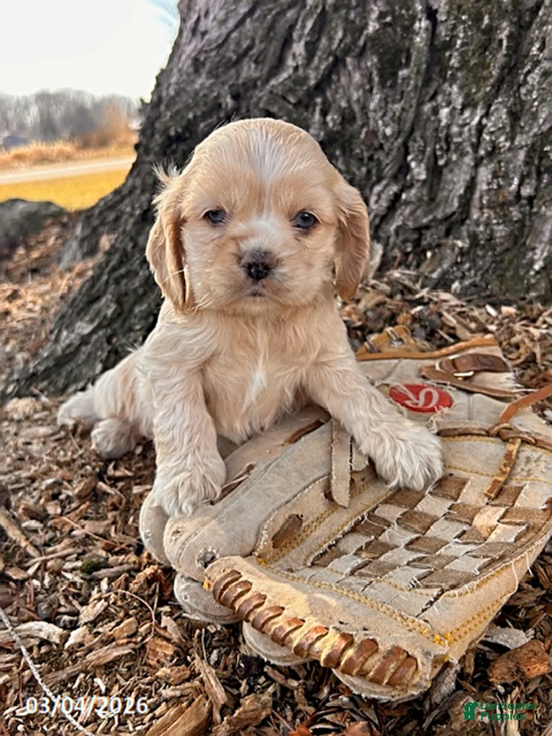 Cocker Spaniel dogs for sale: Ivory - Ad 1