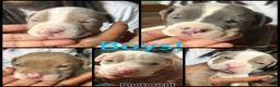 American Pit Bull Terrier dogs for sale: American Pit Bull Terrier 5 - Ad 7