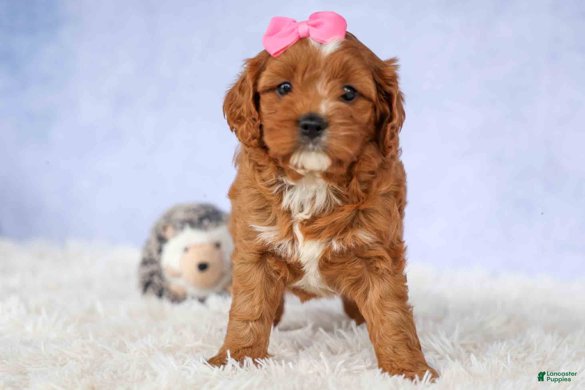 Cavapoo dogs Mia Rose🎀 - Ad 1