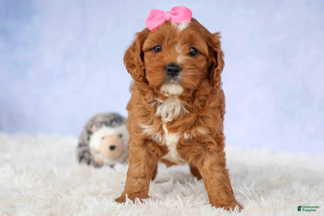 Cavapoo dogs for sale: Mia Rose🎀 - Ad 1