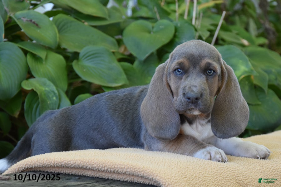 Hound Dog Pets4homes Basset Hound Newborn Basset Hounds Basset
