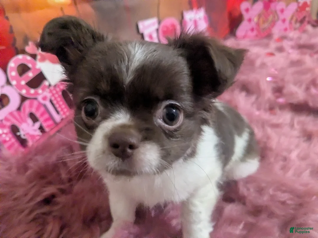 Chihuahua dogs for sale: Full AKC Green Eyed Faith   - Ad 5