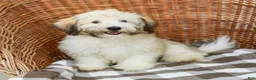 Havanese dogs for sale: Buddy - Ad 5
