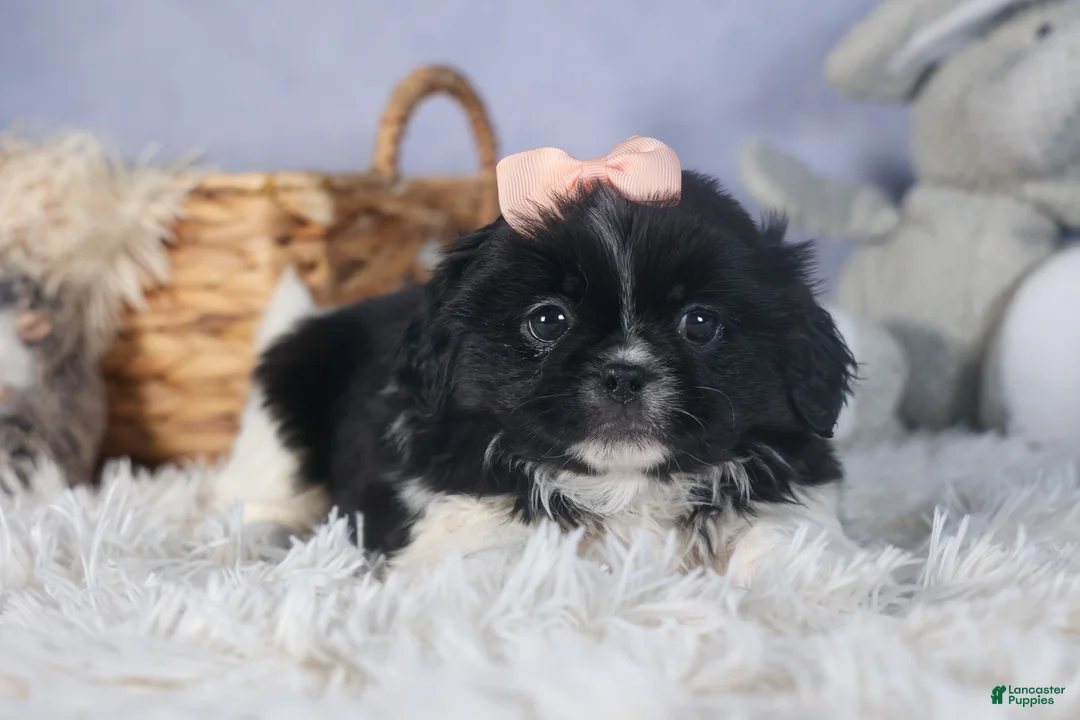 Shih Tzu dogs for sale: JESSIE - Ad 2