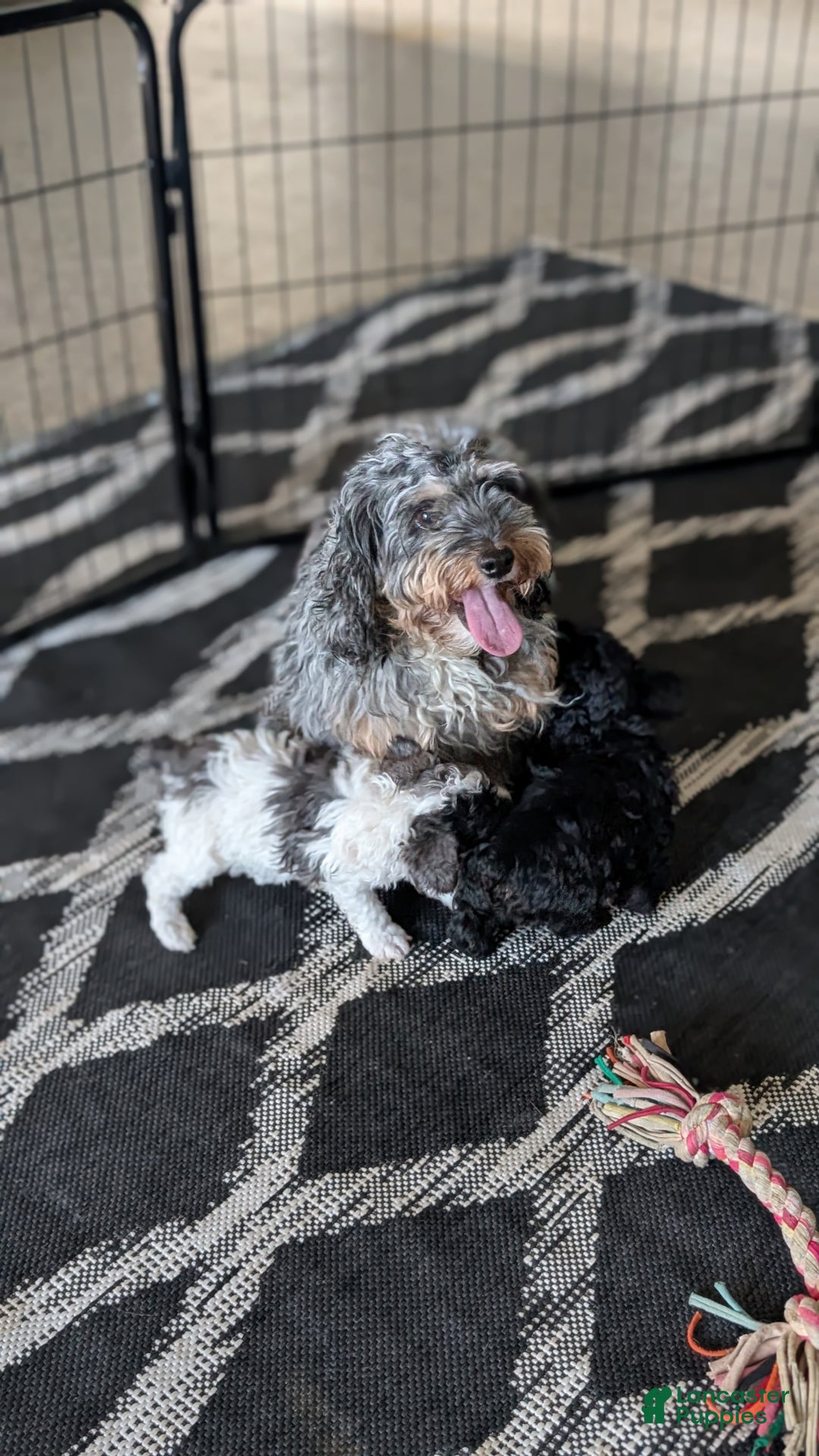 Cockapoo dogs for sale: Shiloh - Ad 9