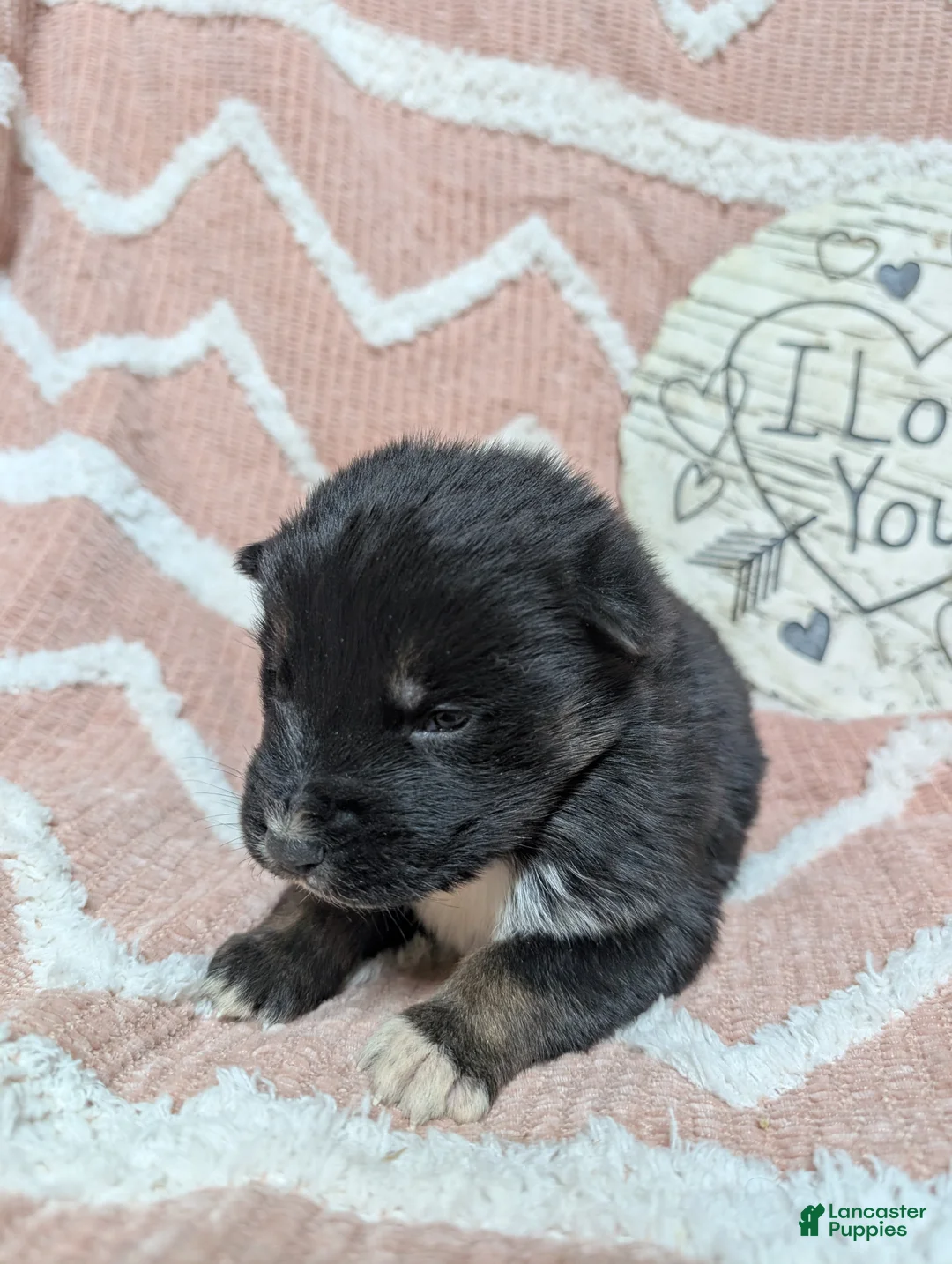 Gerberian Shepsky dogs for sale: Casper - Ad 3