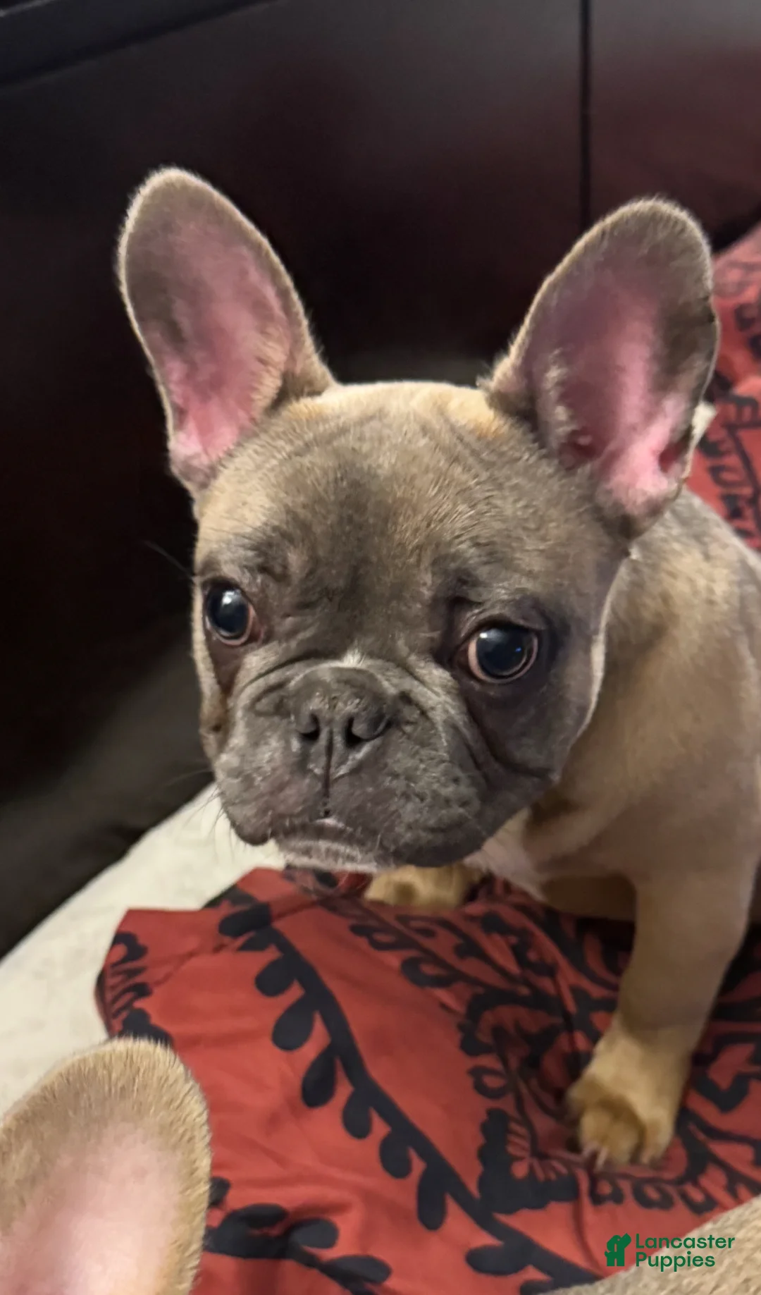 French Bulldog dogs for sale: French Bulldog Puppy 3 - Ad 6