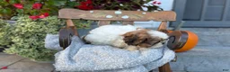 Shih Tzu dogs for sale: Seely - Ad 8