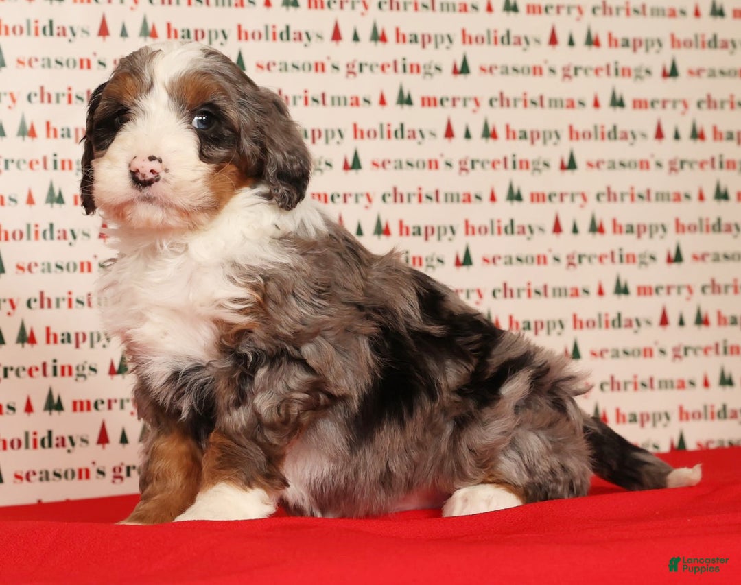 Mini Bernedoodle dogs for sale: Dasher - Ad 8
