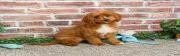 Cavapoo dogs for sale: Beau - Ad 2