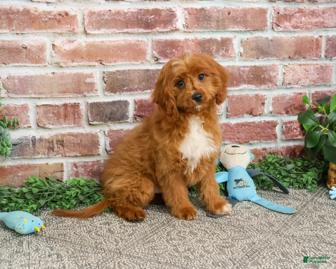 Cavapoo dogs for sale: Beau - Ad 2