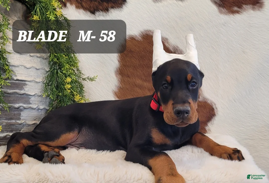 Doberman Pinscher dogs for sale: BLADE - Ad 1