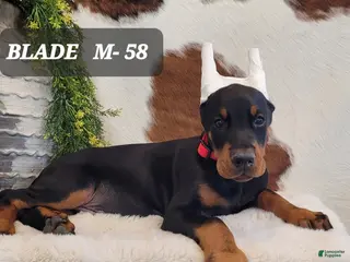Doberman Pinscher dogs BLADE - Ad 40