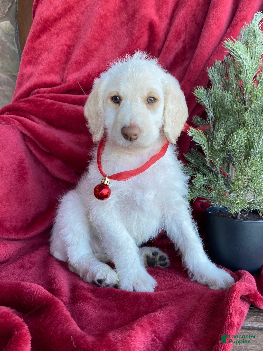 Labradoodle dogs for sale: Snowflake - Ad 3