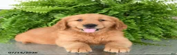 Golden Retriever dogs for sale: Nora - Ad 3