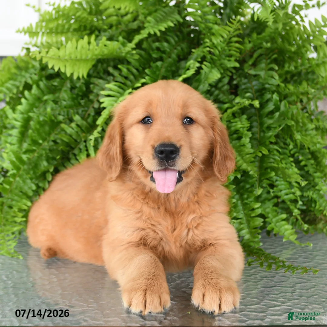 Golden Retriever dogs for sale: Nora - Ad 3