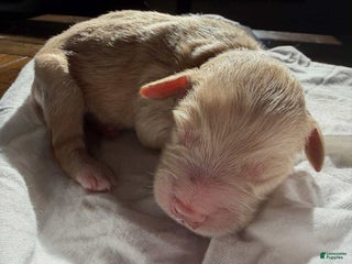 Mixed Breed dogs - Ad 17