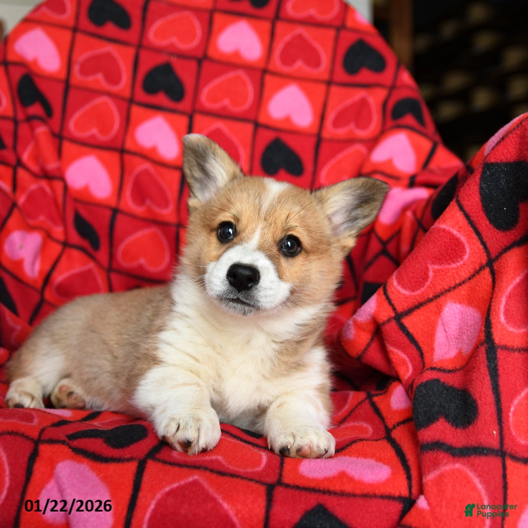 Welsh Corgi Pembroke dogs for sale: Sparky - Ad 2