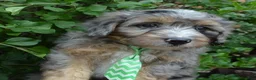 Mini Aussiedoodle dogs for sale: Mini Asher - Ad 11