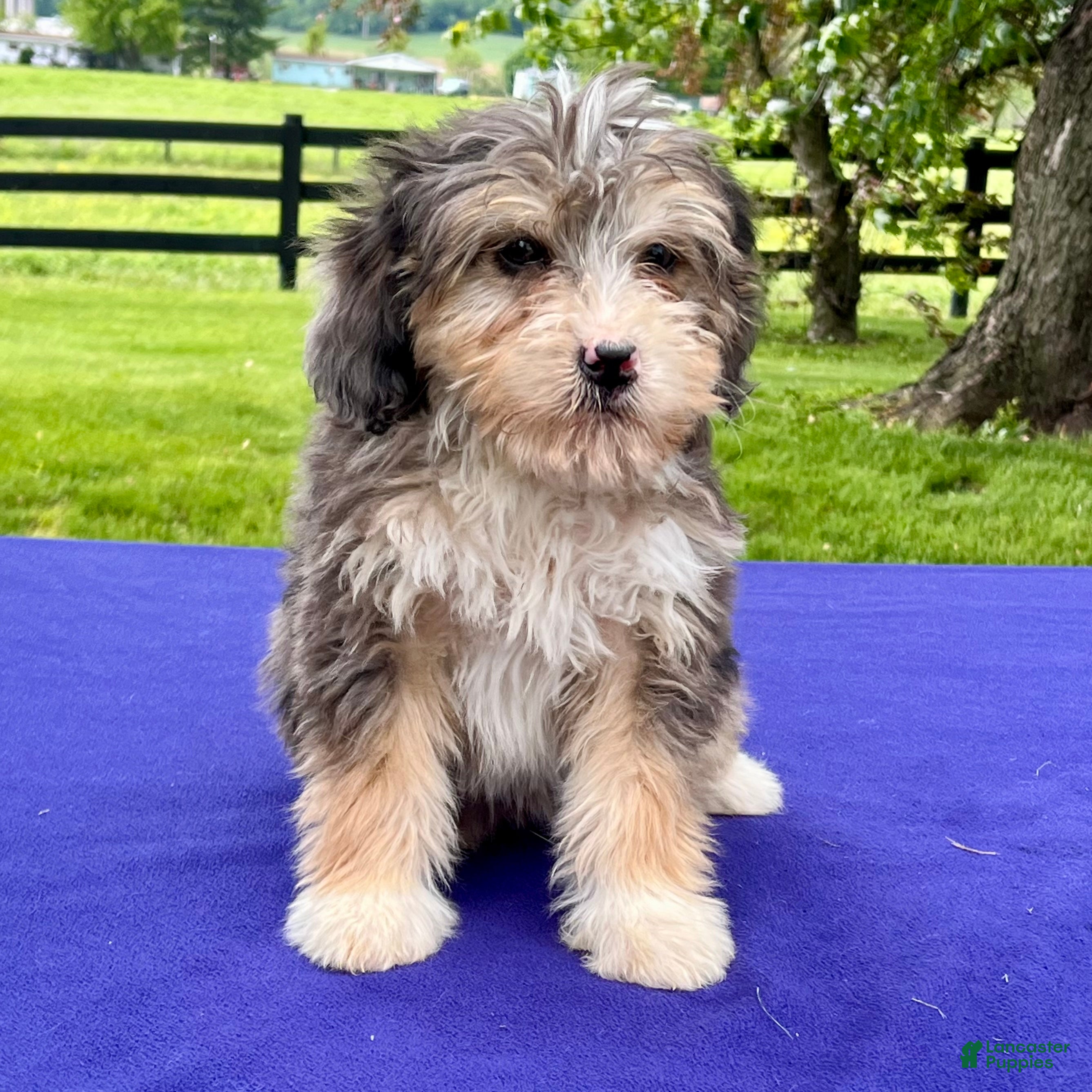Bernedoodle dogs Nellie - Ad 2