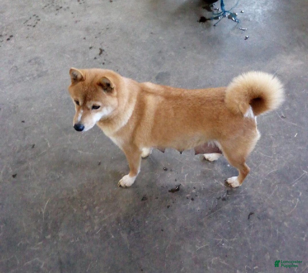 Shiba Inu dogs for sale: Lukas - Ad 6