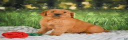 Golden Retriever dogs for sale: Sophie - Ad 7