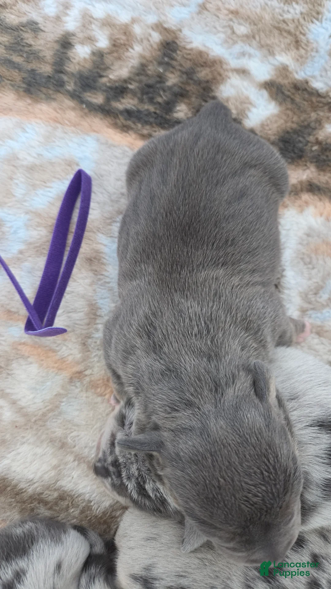 American Bulldog dogs for sale: Blue Brindle Female (Purple) - Ad 1