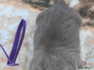 American Bulldog dogs Blue Brindle Female (Purple) - Ad 7