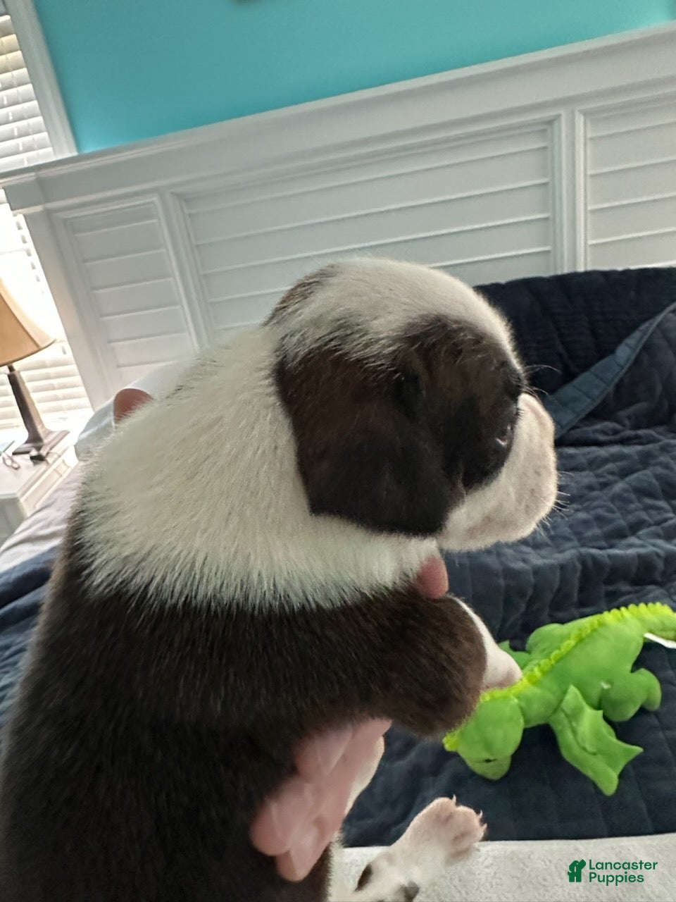 Boxer dogs Blazer - Ad 2