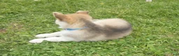 Gerberian Shepsky dogs for sale: Willow - Ad 3