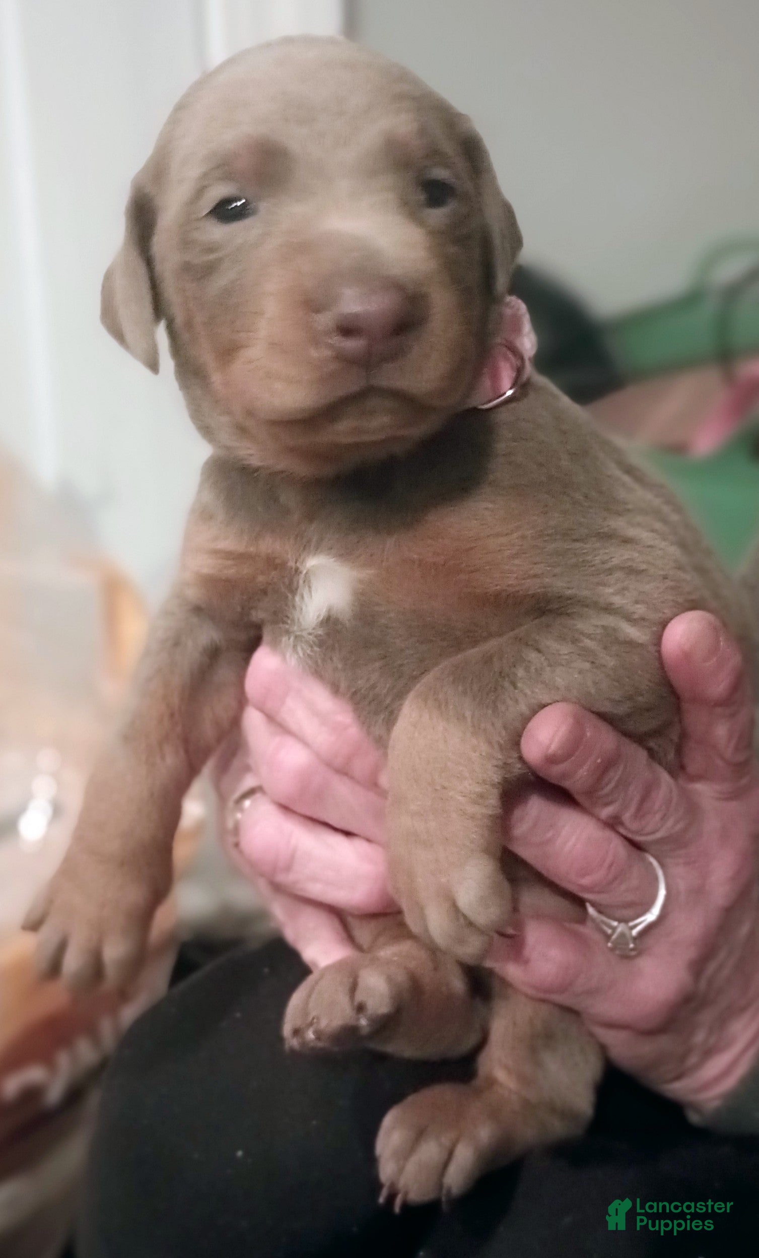 Doberman Pinscher dogs Lil Izzy - Ad 40