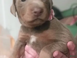 Doberman Pinscher dogs Lil Izzy - Ad 35