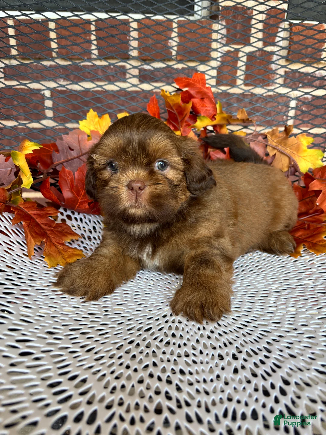 Shih Tzu dogs for sale: Shih Tzu 3 - Ad 2