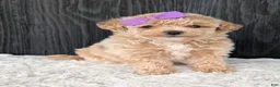 Bichpoo dogs for sale: Poppy - Ad 21