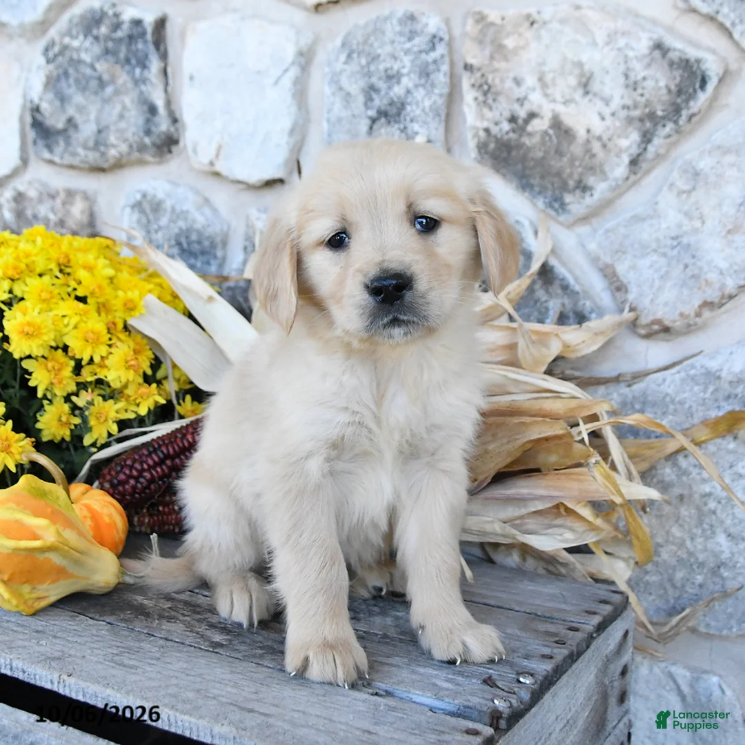 Golden Retriever dogs for sale: Champ  - Ad 1