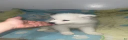 Samoyed dogs for sale: Samoyed 4 yellow - Ad 2