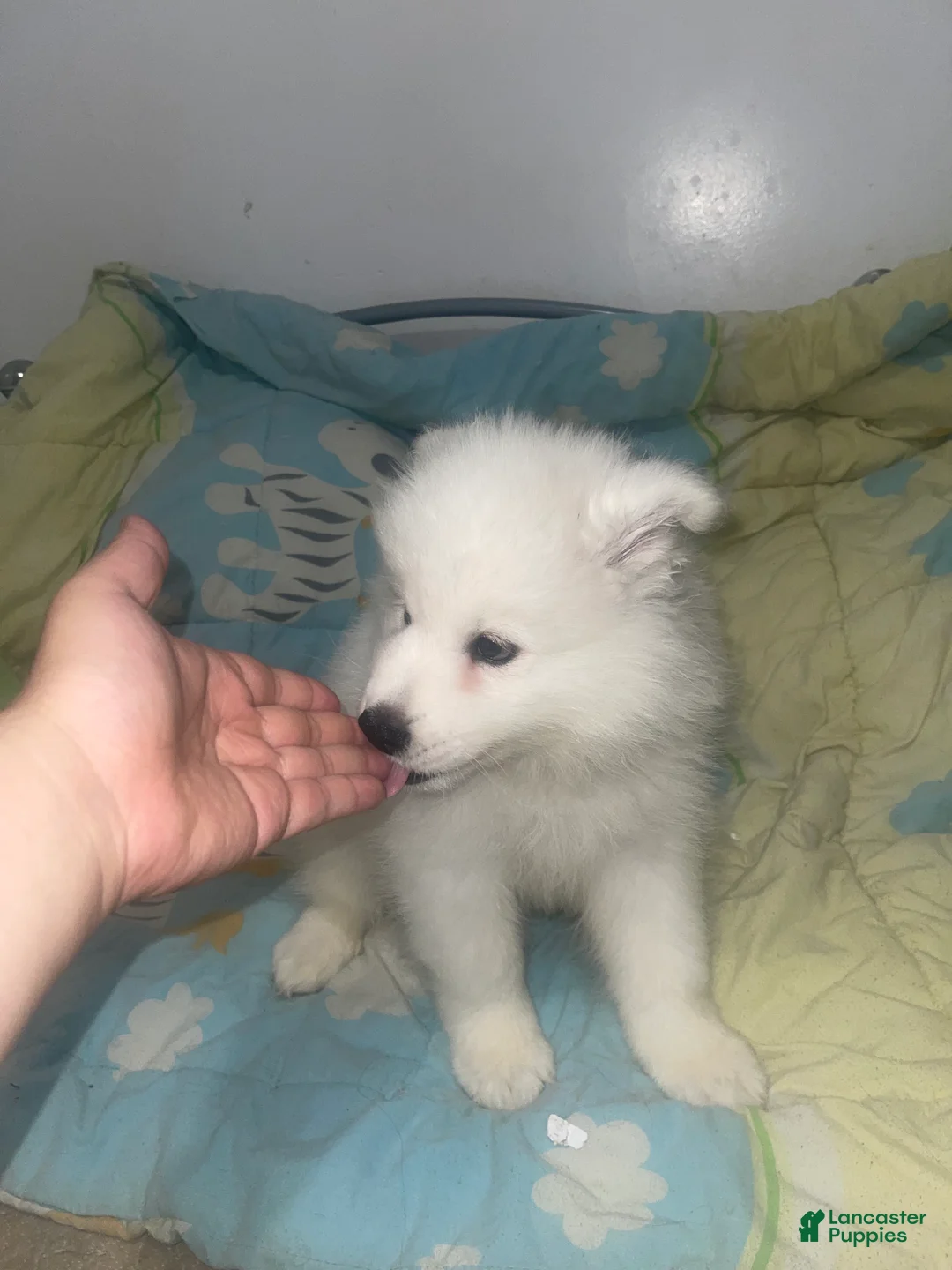 Samoyed dogs for sale: Samoyed 4 yellow - Ad 2