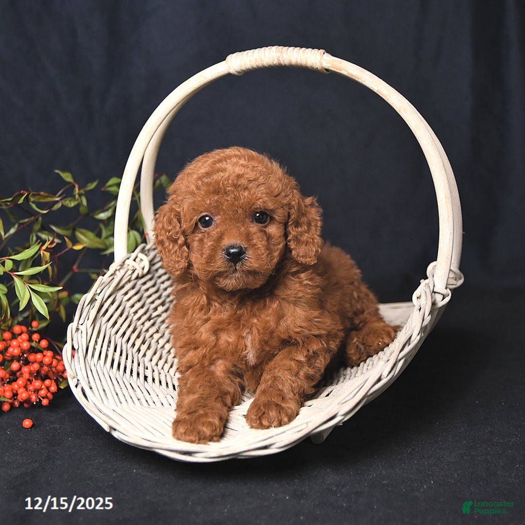 Miniature Poodle dogs for sale: Immanuel - Ad 3