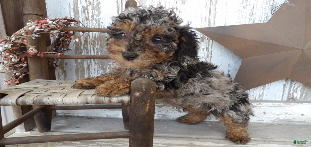 Gallery Image {{count}}